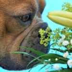 実践した私がすすめる!!犬の肛門腺がついた布製品のにおいを簡単に消す方法!!