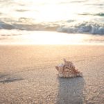 まるで南国のビーチ　伊豆多々戸浜の海鮮、宿泊施設