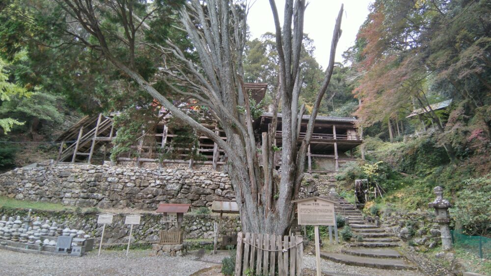岐阜県関市の日龍峯寺にちりゅうぶじ　霊木　千本桧れいぼく　せんぼんひのき