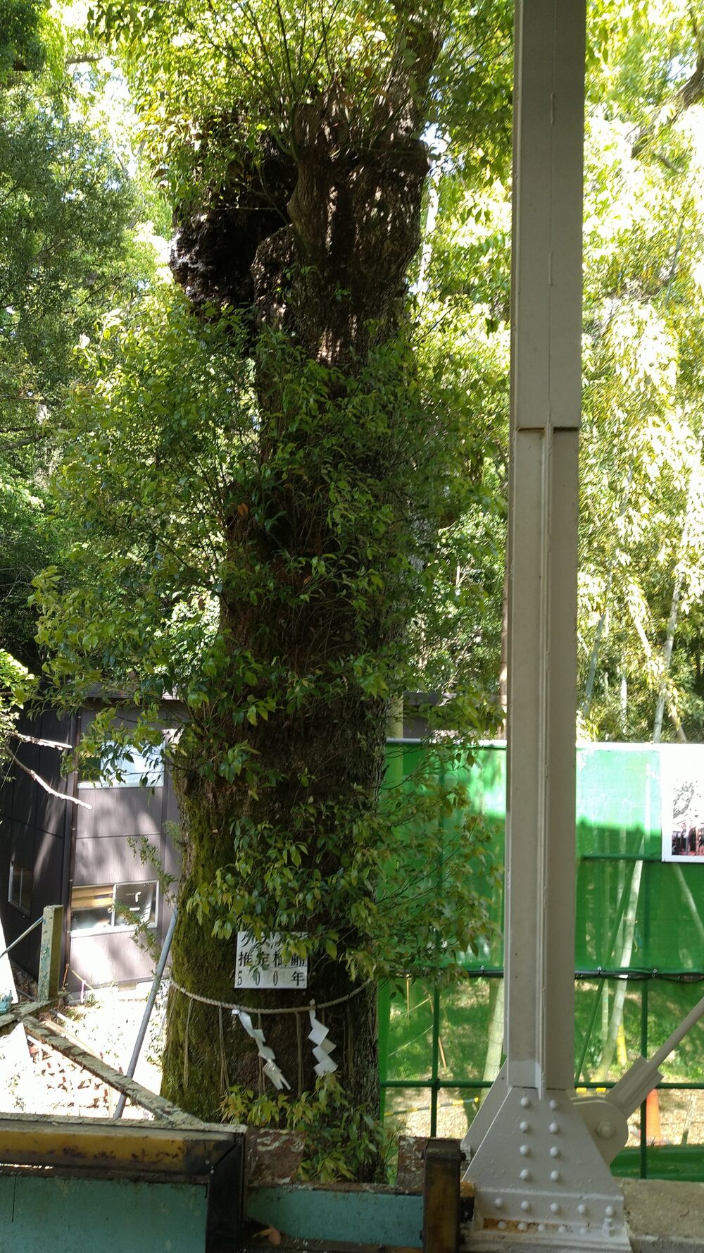 久能山東照宮　御神木